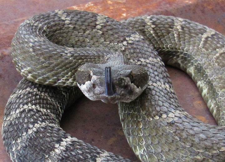 Northern Pacific Rattlesnake